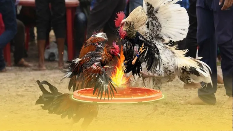 Trải nghiệm đá gà có điểm gì đặc biệt?