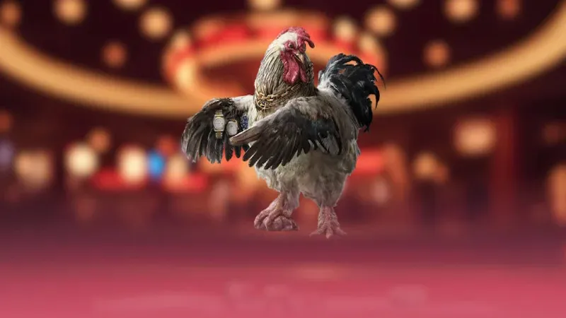 Xu hướng theo dõi và chơi đá gà Campuchia hiện nay