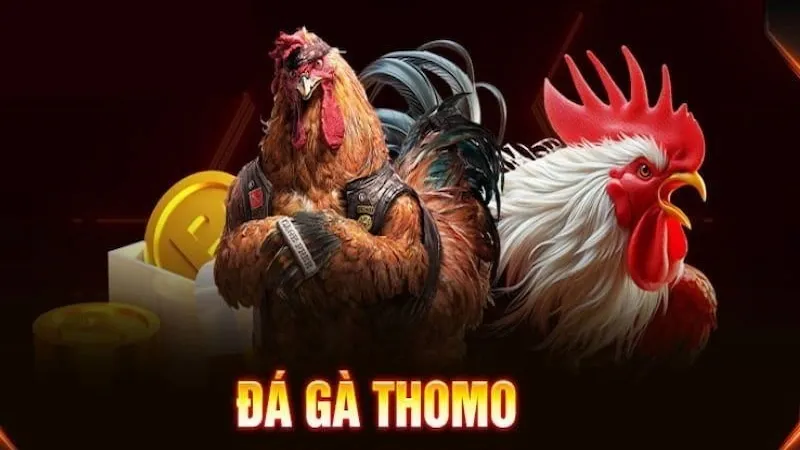 Đá gà Thomo là gì? Vì sao lại nổi tiếng?