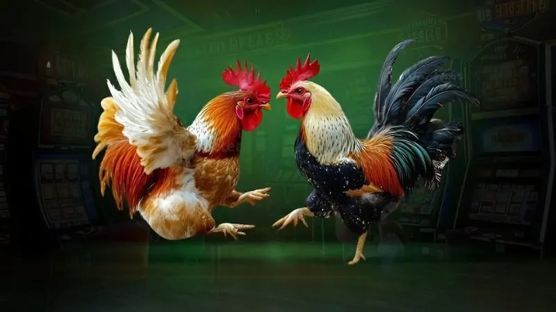 Đôi nét về đá gà tre 