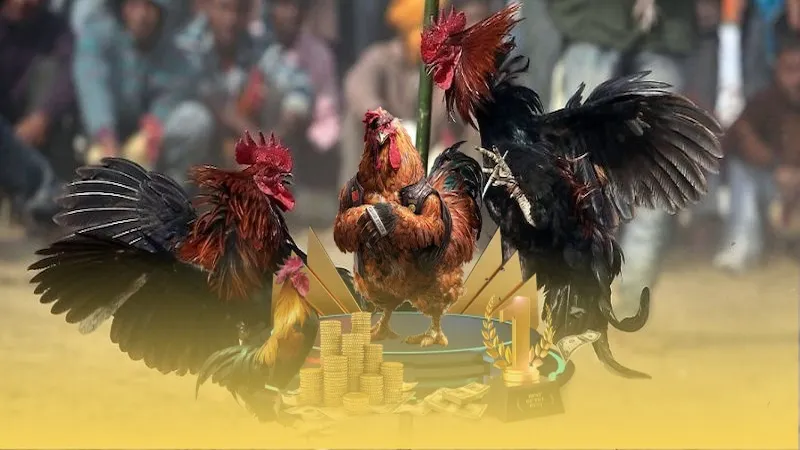 Đá gà VIP88 Nhận về nhiều ưu đãi độc quyền